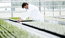 New varieties for the season 2015/16